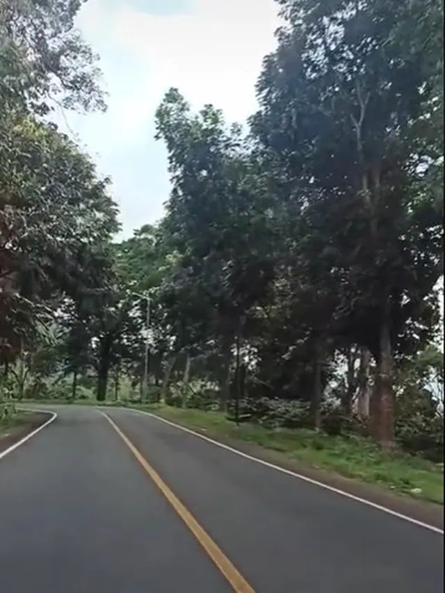 6 Potret Alas Gumitir di Banyuwangi yang Diduga Lokasi Asli Film 'KKN di Desa Penari'