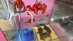 Kepiting terlihat di dalam permainan mesin capit di sebuah restoran makanan laut di Singapura, 23 Oktober 2019. Mesin capit yang dipajang restoran tersebut mendorong pengunjung untuk menangkap sendiri hewan laut yang hendak disantapnya. (Roslan RAHMAN / AFP)
