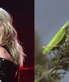 Taylor Swift pernah bekerja sebagai penangkap belalang. Ia bekerja di perkebunan jadi rumah pembelinya tak terkena belalang saat membeli tumbuhan dari tokonya. (Getty Images-Cosmopolitan)