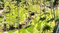 Tegalalang Rice Terrace di Ubud, Bali. (dok.Instagram @bali_beachclub/https://www.instagram.com/p/B6mqt1LFT4W/Henry)