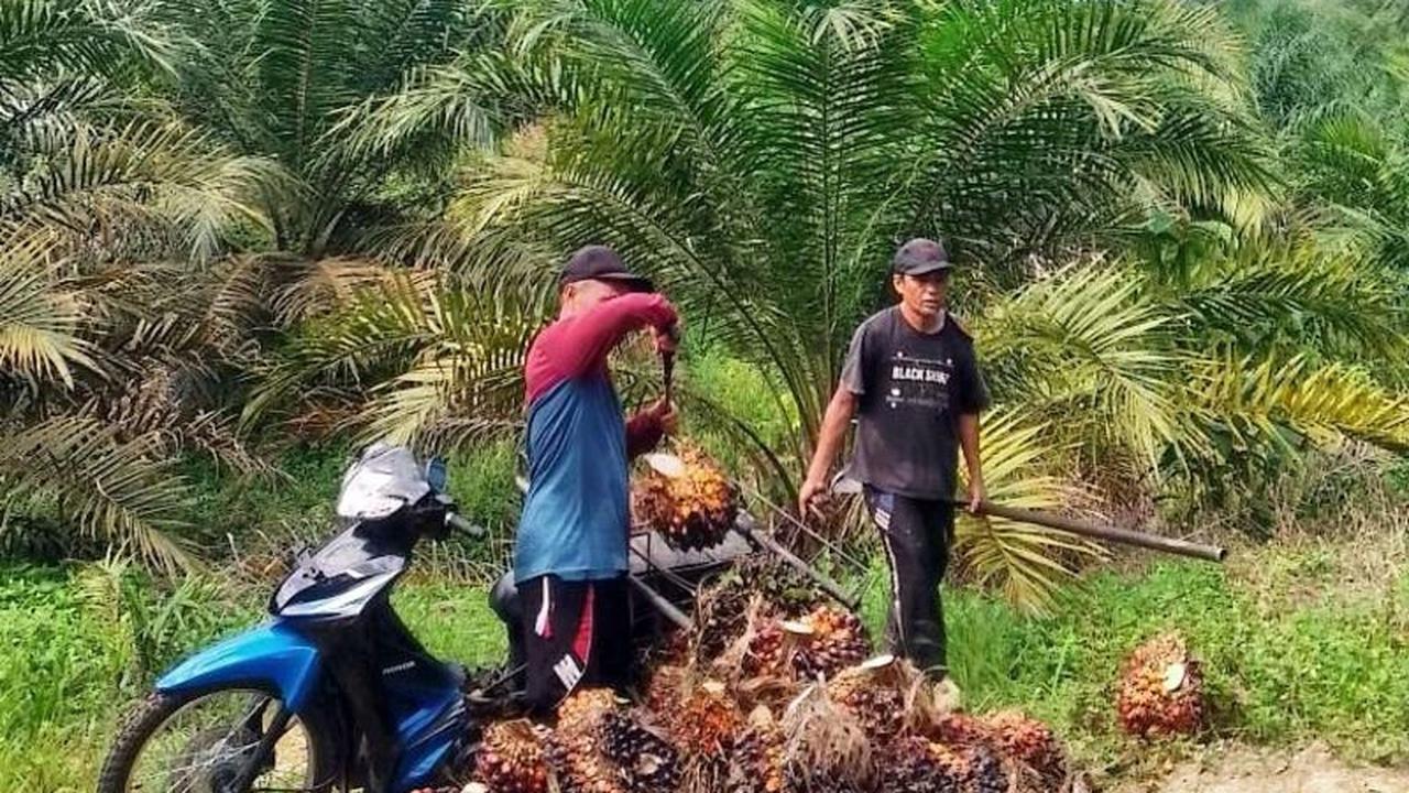 Apkasindo Dharmasraya Desak Tinjau Ulang Potongan Sortasi TBS Sawit 7 Persen