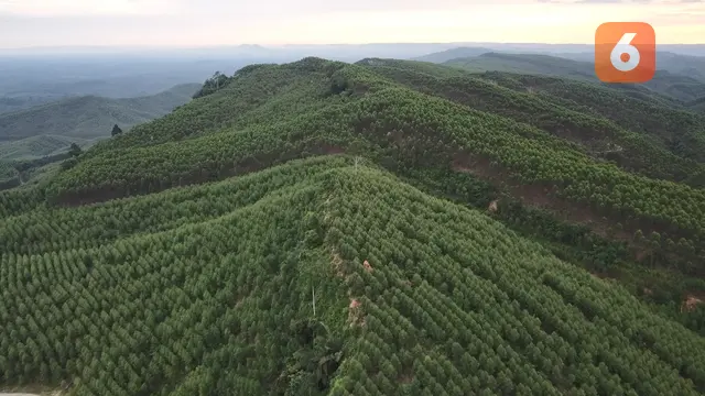 Hutan Tanaman Industri