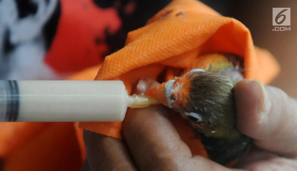 Peternak memberikan nutrisi  anakan burung love bird di tempat budidaya Perumahan Pondok Arum, Tangerang, Senin (4/2). Burung tersebut setelah dibudidayakan dijual dari Rp250 ribu sampai Rp1,5 juta tergantung warna dan suara. (Merdeka.com/Arie Basuki)