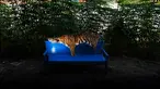 Barang bukti kulit harimau Sumatra terlihat di kantor konservasi satwa liar di Banda Aceh, Aceh, Rabu (12/12). Polisi menangkap seorang pria karena diduga membunuh harimau Sumatra dan mencoba menjual tubuh satwa dilindungi itu. (CHAIDEER MAHYUDDIN/AFP)