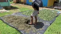 Harga Minyak Nilam Anjlok 50 Persen, Petani Curiga Ada Permainan Tengkulak