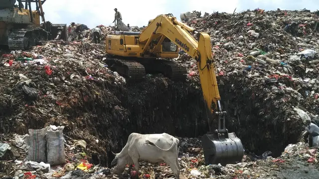 Cerita Ketika Sapi dan Manusia Berebut 'Makan' di TPA Tamangapa