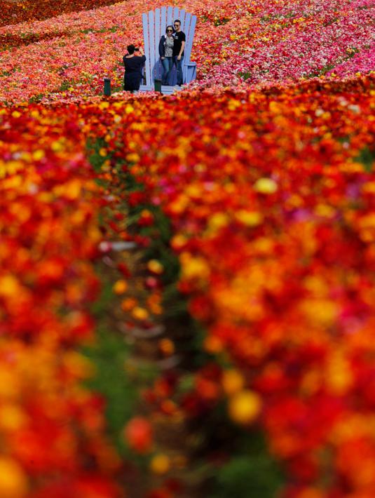 FOTO: Warna-warni Kebun Bunga di California