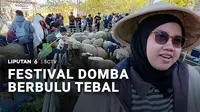 Domba berbulu lebat domba batur dihadirkan dalam Festival Budaya Dieng di Banjarnegara, Jawa Tengah. Domba seharga puluhan juta rupiah itu jadi daya tarik pengunjung karena menggemaskan.