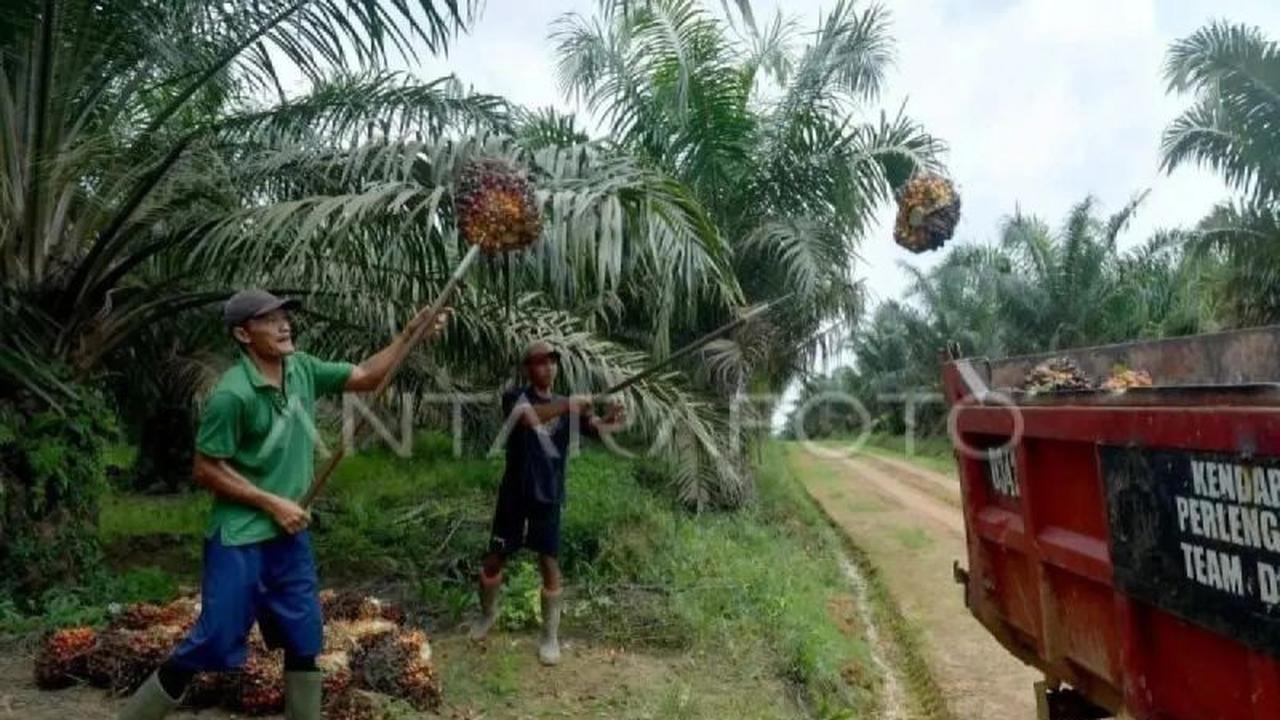 Disbun Sumsel Targetkan 3.600 Hektare untuk Program Peremajaan Sawit Rakyat (PSR) pada 2026