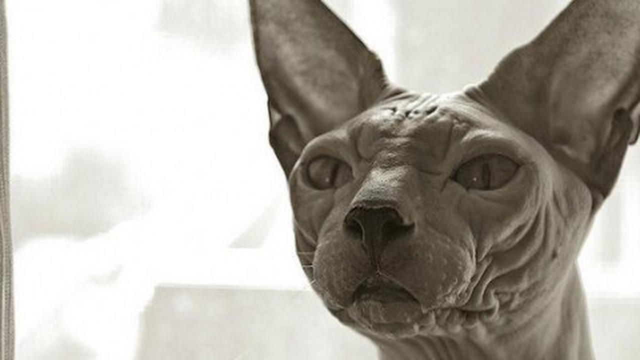 Peterbald