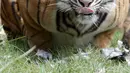 Seekor Harimau Sumatera bernama Sean bersama dua dari tiga anaknya berada di dalam kandang di Bali Zoo, Gianyar, Sabtu (28/7). Harimau Sumatera meruapakan satwa endemik yang keberadaannya kurang dari 400 spesies di Indonesia. (AP/Firdia Lisnawati)