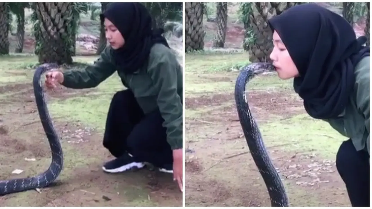 Viral Gadis Asal Bandung Punya Peliharaan King Cobra 4 Meter, Ini 6 Aksinya