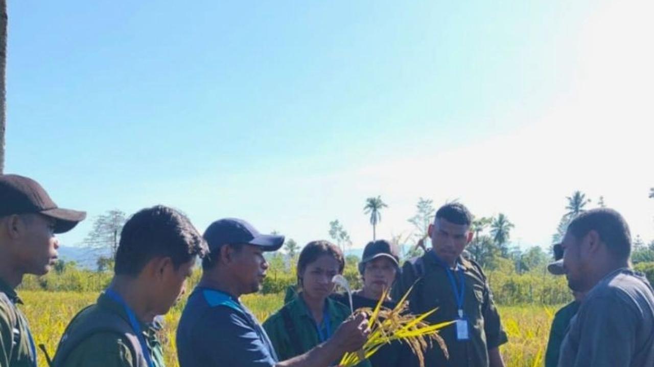 Tahukah Anda? IP2MP Makariki Jadi Wahana Strategis Pengembangan Perbenihan Padi di Maluku