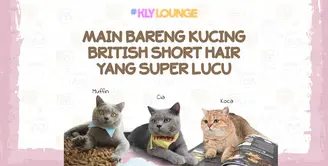 Main Bareng Kucing British Short Hair yang Super Lucu