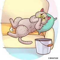 Wajib ke Dokter Kalau 5 Prilaku Ini Dialami Hewan Kesayanganmu | Ilustrasi : Brightside.me