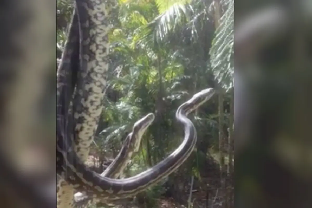 2 Ekor Piton Tertangkap Kamera Kawin di Halaman Rumah Warga 