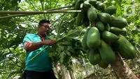 Cara Menanam Pepaya California di Pekarangan agar Tidak Tumbuh Terlalu Tinggi
