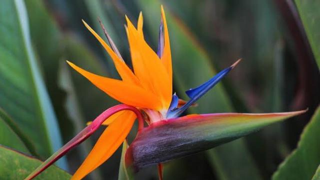 Bird of paradise