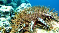 Ilmuwan Australia Ciptakan Robot Pembasmi Hama di Bawah Laut