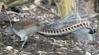 Unik, Burung Lyrebird Ini Bisa Tiru Suara Tangisan Bayi Manusia