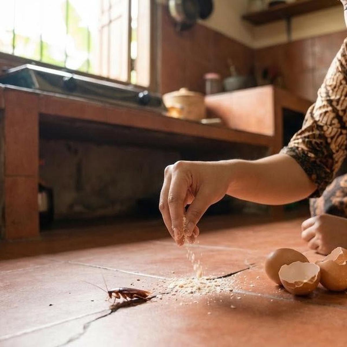 3 Cara Membasmi Sarang Kecoak yang Aman, Efektif di Area Dapur dan Kamar Mandi