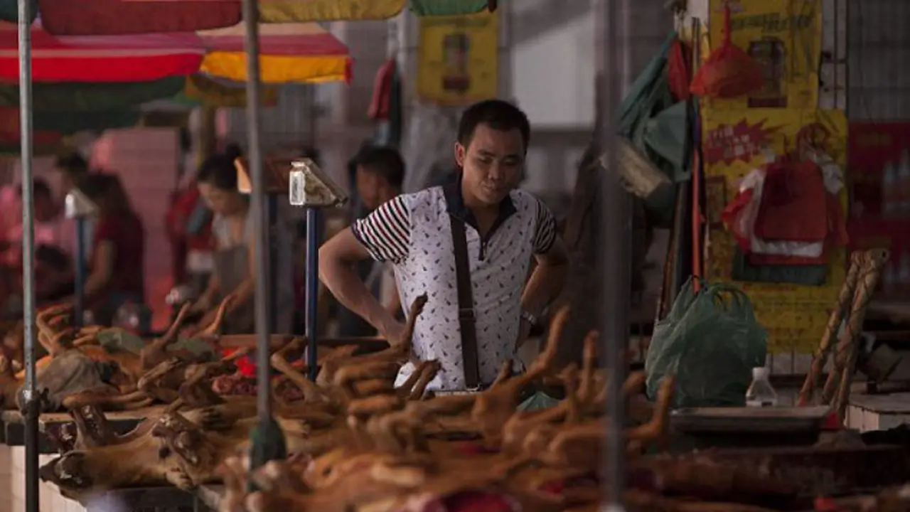 7 Fakta Buktikan Festival Daging Anjing Yulin Kejam Tak Terkira