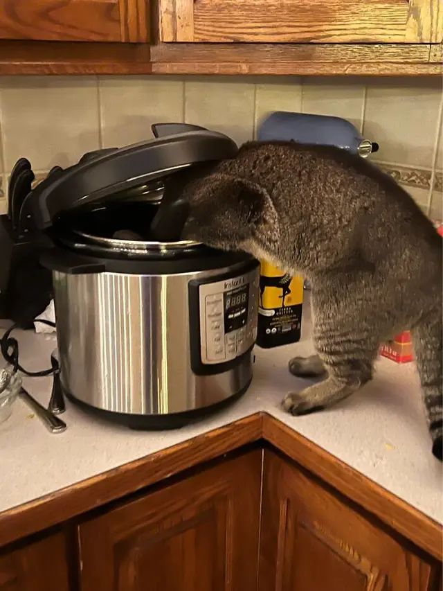 6 Tingkah Absurd Kucing saat Curi Makanan, Bikin Tepuk Jidat