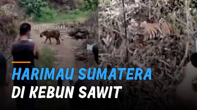 Nampak sejumlah warga mengabadikan momen Harimau Sumatera saat melintas di jalan perkebunan dari jarak yang cukup dekat.