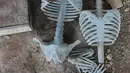 Pekerja menyelesaikan pembuatan kerangka tulang manusia di Cinangka, Depok, Jawa Barat, Rabu (11/12/2019). Manekin anatomi tubuh berbahan fiber tersebut dibuat untuk alat peraga pendidikan dan kesehatan. (Liputan6.com/Herman Zakharia)