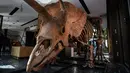Pekerja menggantung tengkorak triceratops di sebuah galeri untuk dipamerkan menjelang lelangnya di Paris pada 31 Agustus 2021. Spesimen unik dengan kerangka lebih dari 60 persen lengkap ini ditemukan pada tahun 2014 di negara bagian South Dakota AS. (Christophe ARCHAMBAULT/AFP)