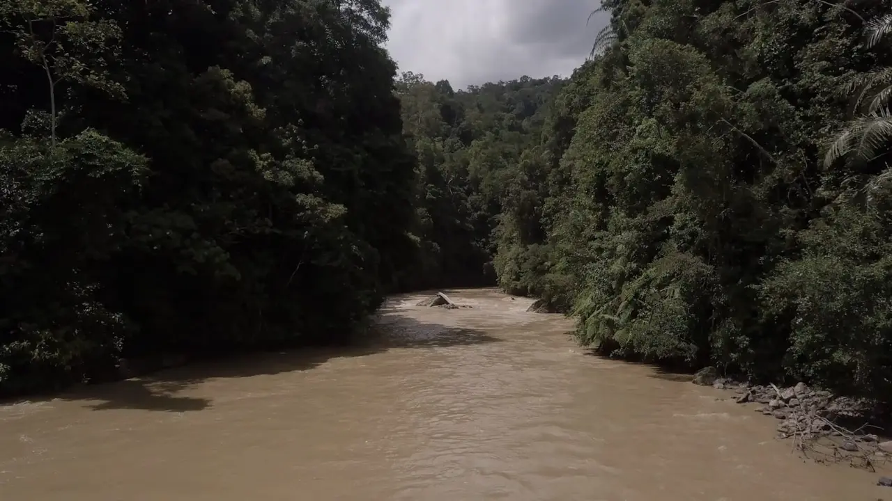 Hutan Batang Toru