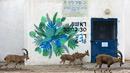 Nubian ibexes, sejenis kambing gurun, berkeliaran di jalanan selama ockdown di Kota Mitzpe Ramon, Israel (4/2/2021). Israel lagi-lagi menerapkan lockdown ketika lonjakan kasus baru virus corona Covid-19 kembali terjadi. (AFP/ Menahem Kahana)
