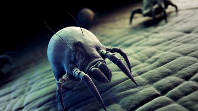 108 Gambar Ilustrasi Hewan Avertebrata HD Terbaru