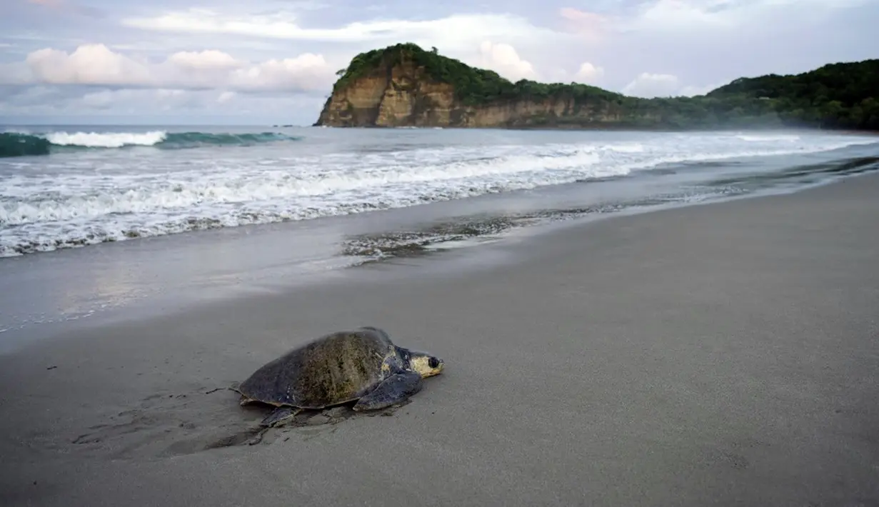 Penyu-penyu tersebut tiba beberapa kali dalam setahun untuk bersarang di pasir Suaka Margasatwa La Flor, sekitar 149 kilometer dari Managua, di departemen Rivas. (OSWALDO RIVAS/AFP)