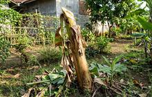 Cara Fermentasi Batang Pisang untuk Pupuk, Begini Langkah Mudah Membuatnya di Rumah