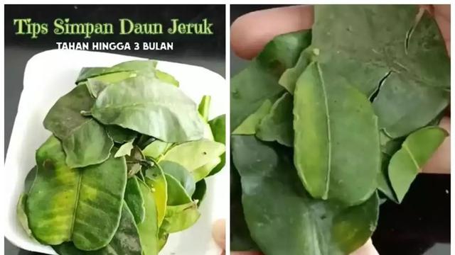Cara menyimpan daun jeruk