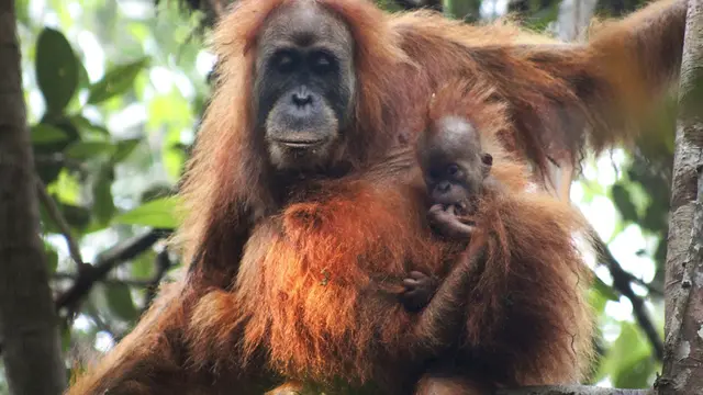 Orangutan Tapanuli
