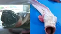 Dua ikan monster belum lama ini terjaring oleh nelayan di Thailand dan Jepang, membuat netizen berspekulasi asal-usulnya. (dailymail)