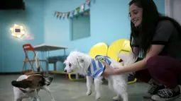 Pengunjung bermain dengan dua ekor anjing saat pembukaan Dog Cafe coffee shop di Los Angeles, California, AS (7/4). Di kafe ini pengunjung dapat bermain dan mengadopsi anjing yang berada di kafe ini. (REUTERS/Lucy Nicholson)