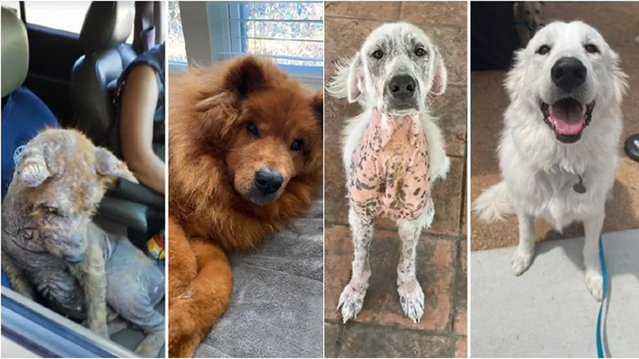 Potret Haru 6 Anjing Sebelum dan Sesudah Diadopsi, Kondisi Jadi Lebih Baik