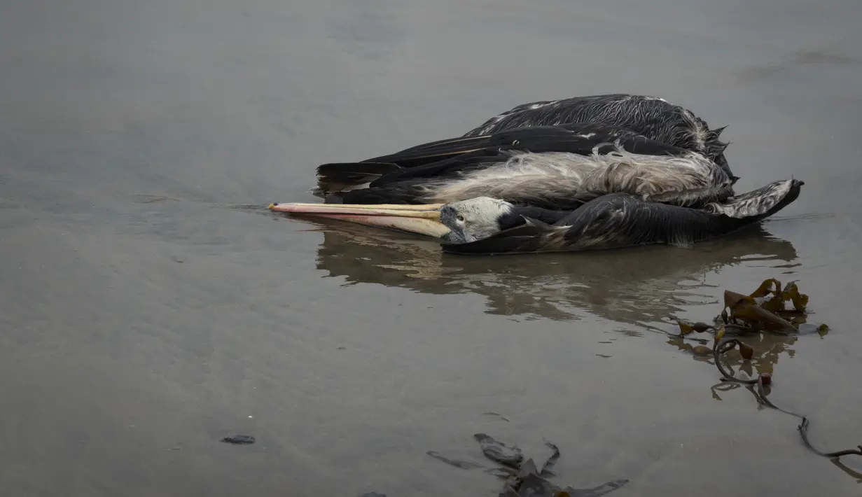 Seekor pelikan mati tergeletak di pantai Santa Maria di Lima, Peru, Selasa (29/11/2022). Setidaknya 13.000 pelikan telah mati sejauh ini pada bulan November di Sepanjang Pantai Pasifik Peru akibat flu burung, menurut The National Forest and Wildlife Service (Serfor) pada hari Selasa. (AP Photo/Guadalupe Pardo)