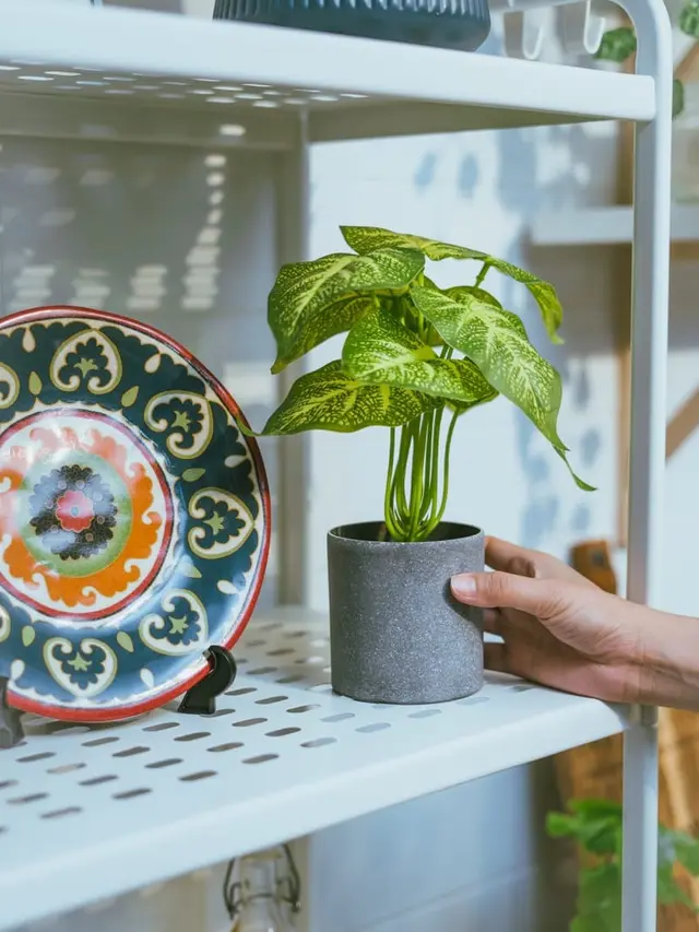 Tanaman Artifisial/dok. Kunataruma