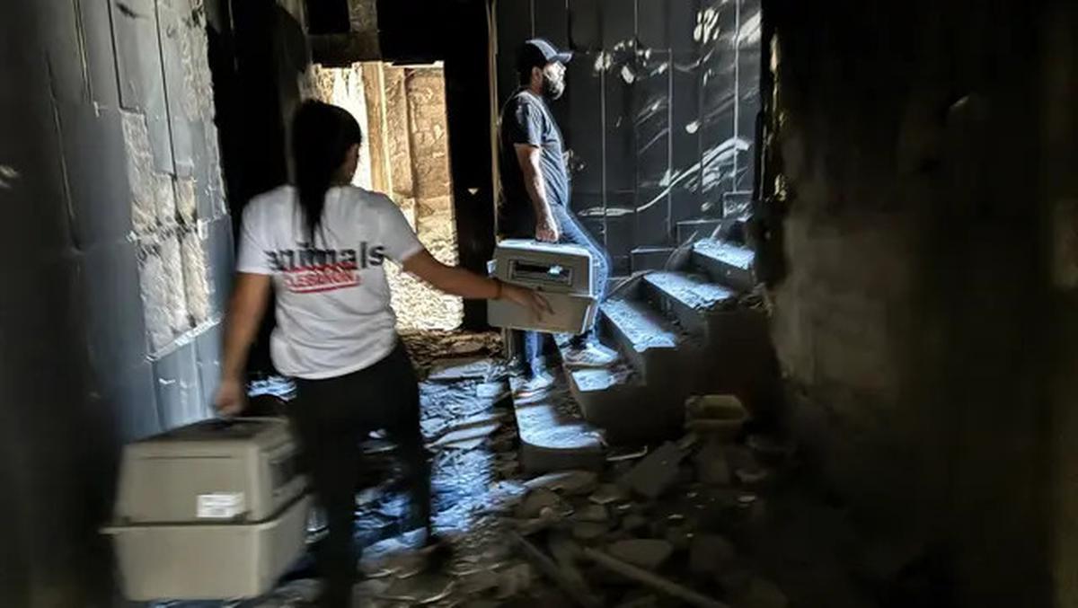 Misi Penyelamatan Kucing Terlantar di Lebanon