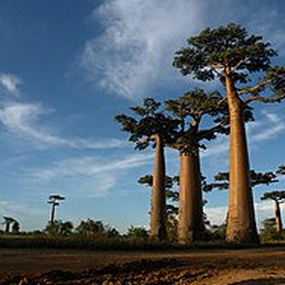 Madagaskar