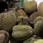 Di Rumah Durian Ini Anda juga bisa langsung memetik durian dari pohonnya.