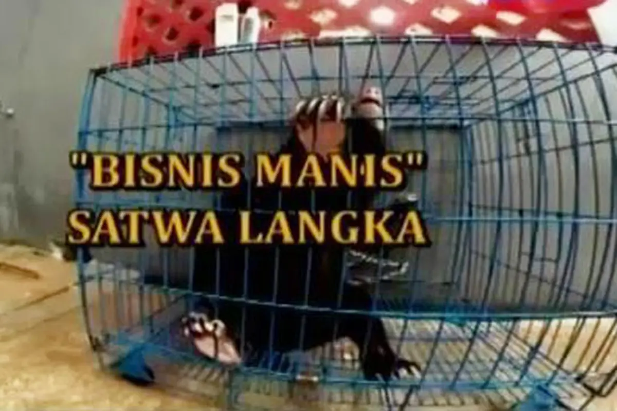 Sigi: Bisnis Manis Satwa Langka
