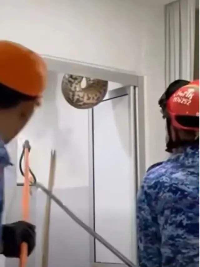 Ular Piton 60 Kg Jatuh dari Plafon Rumah Bikin Keluarga Syok, Dikira Kain Batik
