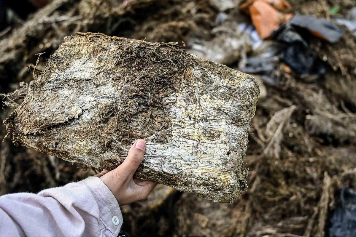 FOTO: Polda Aceh Musnahkan 1,3 Ton Ganja, Hasil Operasi Tiga Bulan terakhir