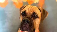 Kisah Anjing Tempuh 200 Km Demi Bertemu Kembali Majikannya Ini Berujung Pilu