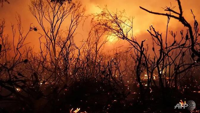 Ilustrasi kebakaran hutan dan lahan di Australia selama musim kemarau, lazim dikenal sebagai fenomena Bushfire (Rob Griffith / AFP PHOTO)